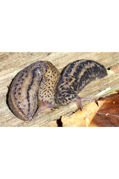 Препарат для боротьби з равликами та слимаками в присадибних ділянках